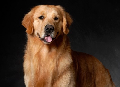 活力小淘气 金毛犬常见行为分析