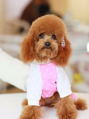 最全面的泰迪犬训练方法