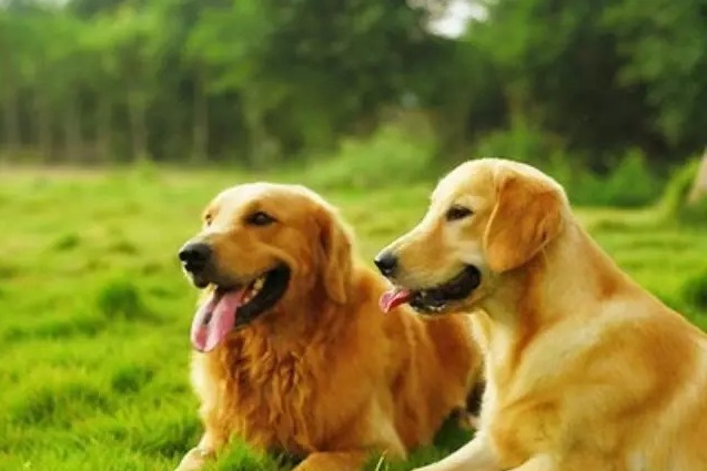 如何保持金毛犬的犬毛光泽漂亮