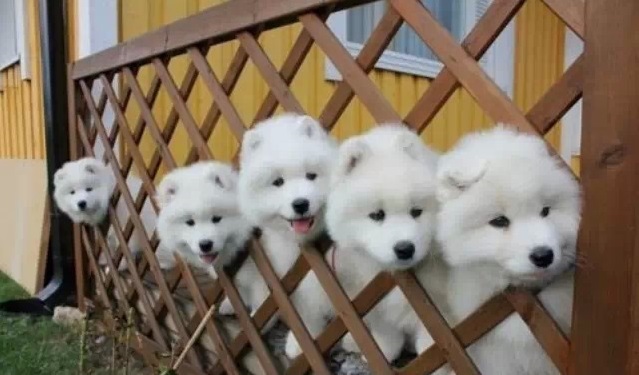 养萨摩耶犬的常见疾病