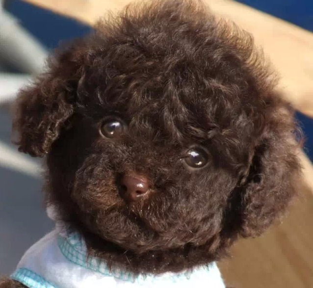 导致泰迪犬眼睛红肿的原因有哪些