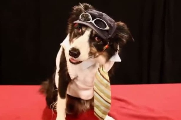 “汪星人”趣闻:美牧羊犬投篮画画天赋异禀