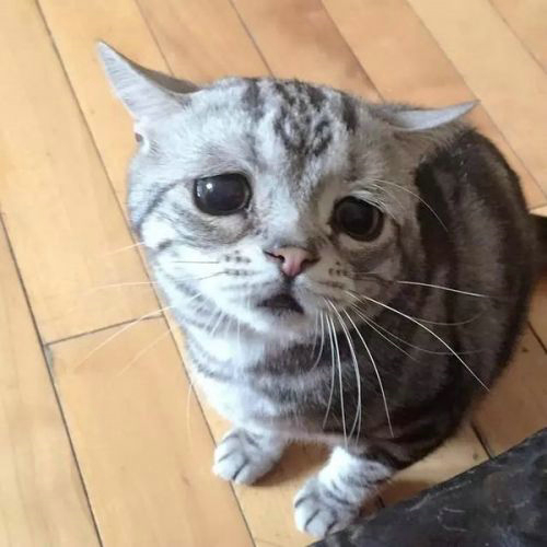 委屈猫走红:你看着委屈的小眼神