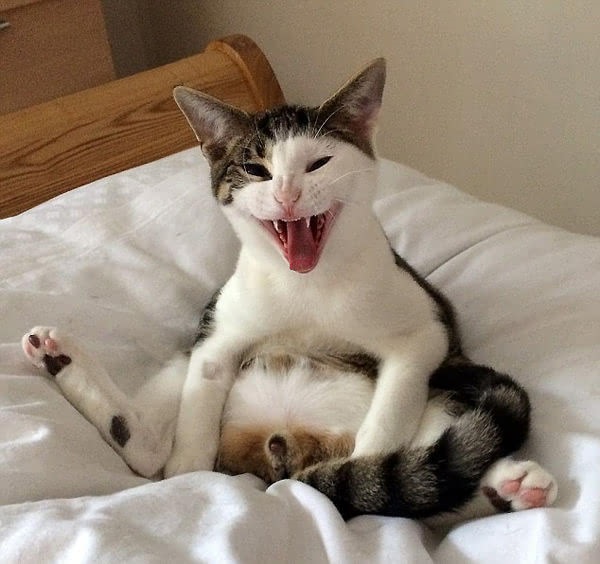 猫咪发现被主人阉割 绝望尖叫表情狰狞