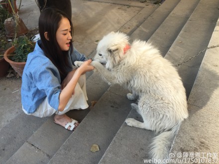 陈乔恩与白色萨摩耶玩耍 网友称单身狗也需要关心