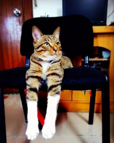 改掉猫咪抓沙发的坏习惯