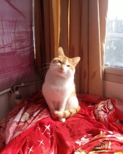 猫咪秋季健康保卫战 秋季常发疾病及预防