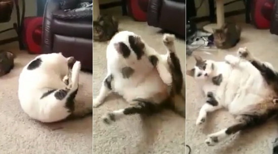 胖子的痛,猫咪想舔个毛…却像球一样“滚走”了