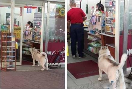 哈士奇店外打劫路人 快给大爷买热狗汪星人已成精