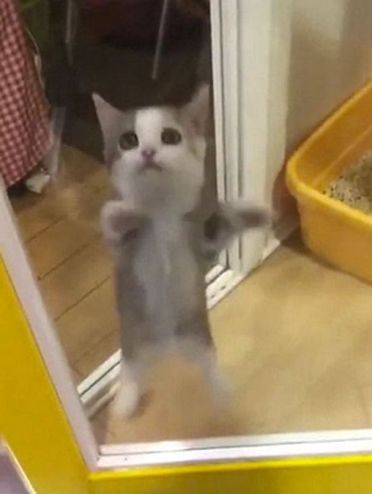 猫咪看到主人回家表现萌煞人 狂喜跳不停