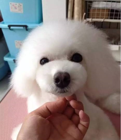泰迪美容前必须确认的那些件事