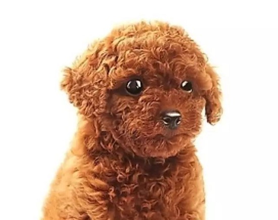 详解泰迪犬对主人示爱的十种方式
