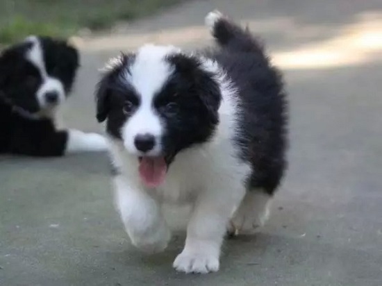 关于边境牧羊犬幼犬的一些调教标准