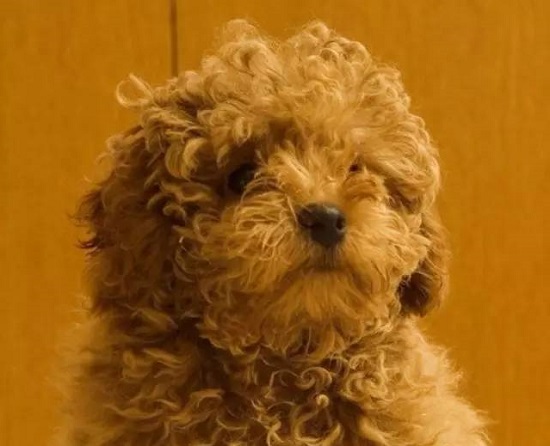 食疗养护 泰迪犬的毛质是怎样改善的
