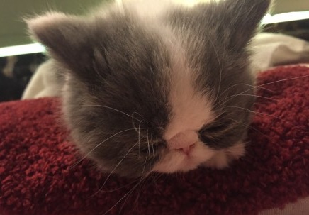 范冰冰晒宠物猫萌照称是小孩孩 遭网友催生