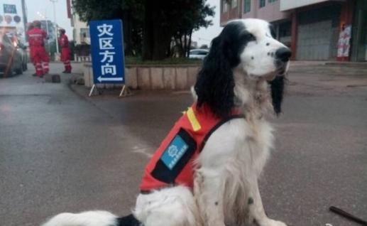 搜救犬4天救7人 网友:像英雄汪星人达伊卡致敬
