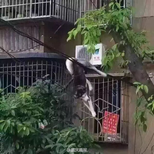 哈士奇失足坠楼 求狗狗心理阴影面积