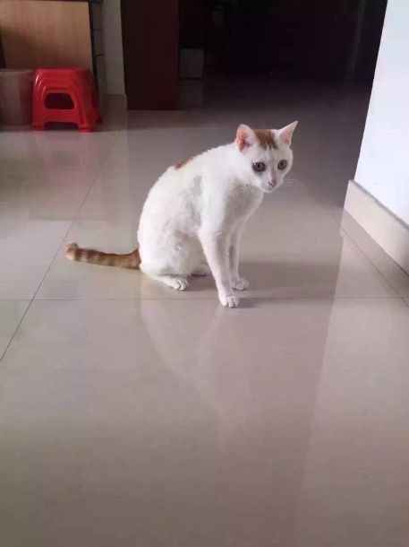 小猫体内插入40根针 疑为气枪类工具打入