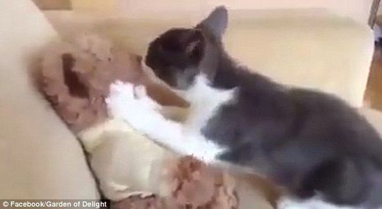 “霸道”猫咪强吻泰迪熊视频走红网络