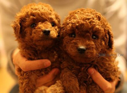 怎么分辨泰迪犬纯不纯? 怎么分辨泰迪狗好不好?