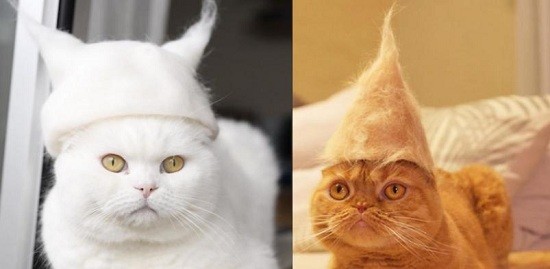 自己的毛自己戴:猫咪掉毛 主人收集后制成小帽子