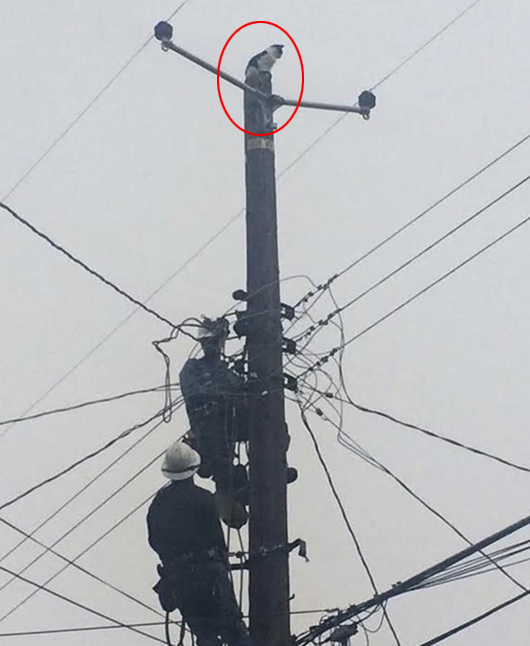 美国加州250家庭断电,终于救下被困猫咪