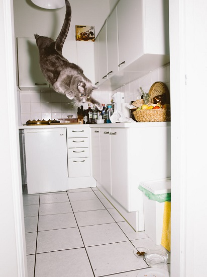 飞檐走壁:好奇心爆棚的猫咪日常