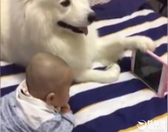 画面超有爱!北京萨摩犬为小主人扶手机看动画走红