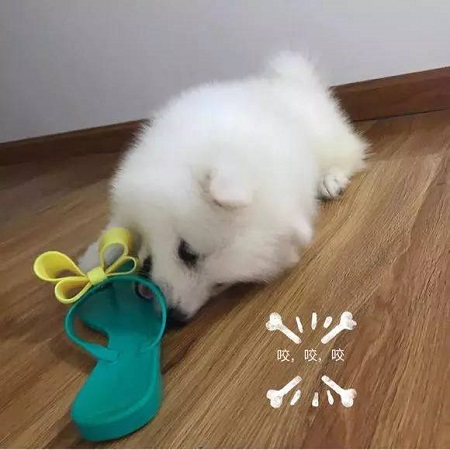 网友家萨摩耶不仅从小拆家,还是拍照狂魔,每次和主人合拍都霸屏