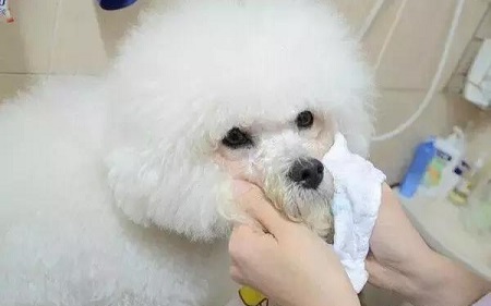 狗狗泪痕产生的原因及处理方法