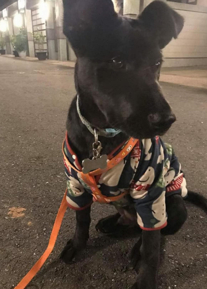 花莲一宠物犬狂吠不让主人洗澡,几分钟后地震浴室玻璃爆裂