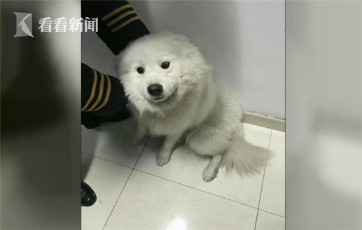 萨摩耶乘地铁离家出走 汪星人逃票全程监控拍下简直成精了