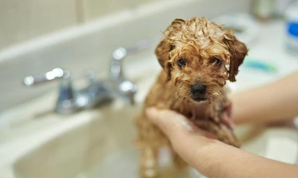 泰迪犬的洗澡小常识