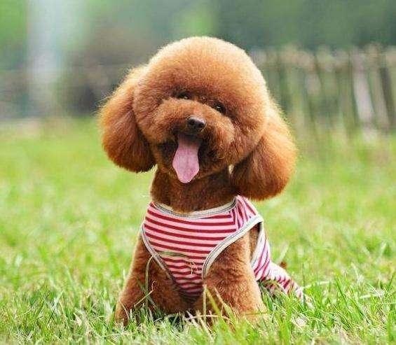 泰迪犬毛色为什么越来越浅?泰迪犬的毛发护理小常识