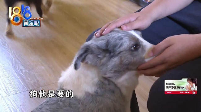 边境牧羊犬寄养近两年,狗主人欠费80000多,向店家提出分期付款,网友齐反对