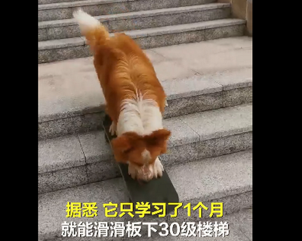 四岁边境牧羊犬滑滑板下30级楼梯 边牧不愧是最聪明的狗狗