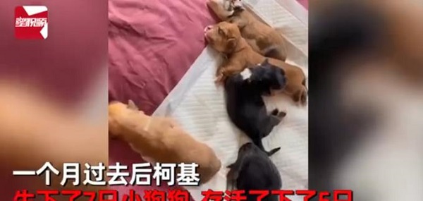 柯基犬意外怀孕找不着孩子他爸,生下来5只小狗竟然5个品种?