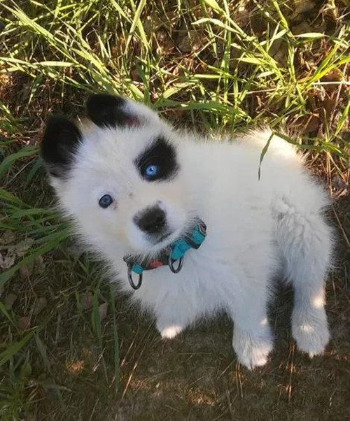 萨摩耶犬意外怀孕,男子看见幼崽后却感觉不妙:知道你爹是谁了