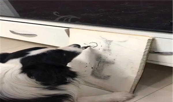 主人教边境牧羊犬学画画,却因会算加法而走红,网友:举一反三的天才汪