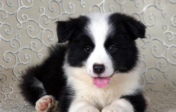 九个室内初养边境牧羊犬的注意事项