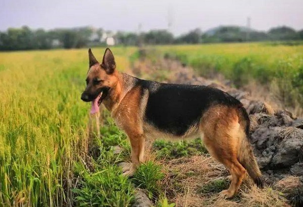 这四大优点让德国牧羊犬能成为军警犬界的“一哥”