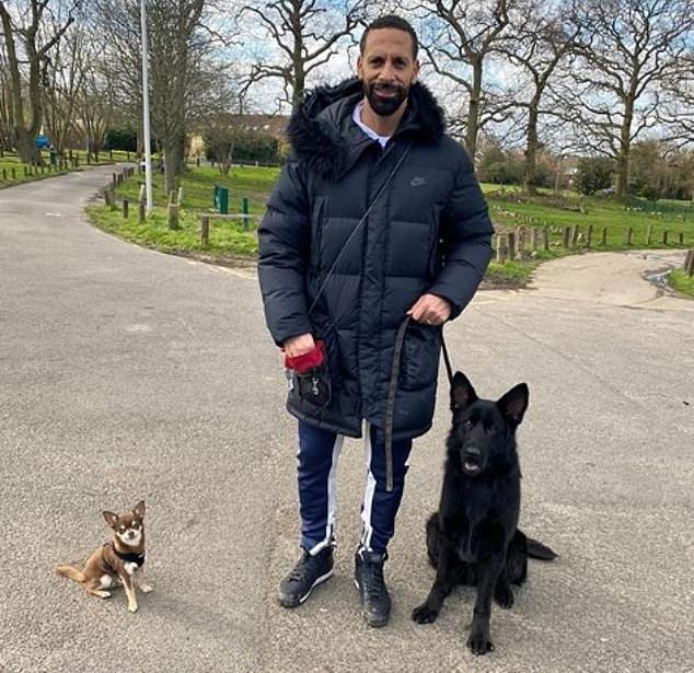 太壕!退役球星费迪南德花4万英镑买德国牧羊犬保护待孕妻子