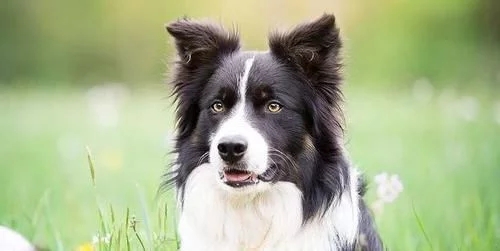 智商很高的边境牧羊犬从多大开始驯服最合适呢?
