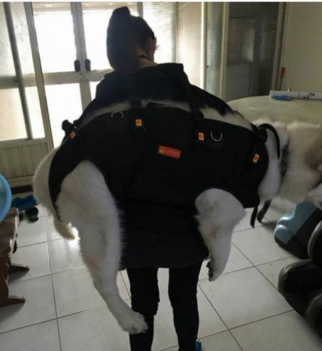 女子凭实力宠狗,竟如此带雪橇犬上下楼,网友看了惊掉下巴