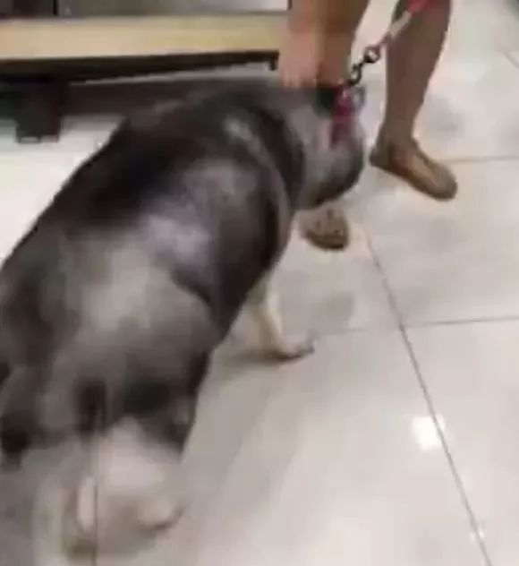 主人带哈士奇称体重,二哈誓死不从,这都成猪了吧!