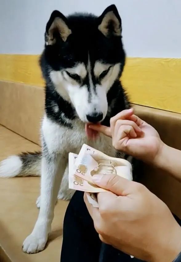 主人当着狗面数钱,哈士奇负责清点,吐口水撸手有模有样