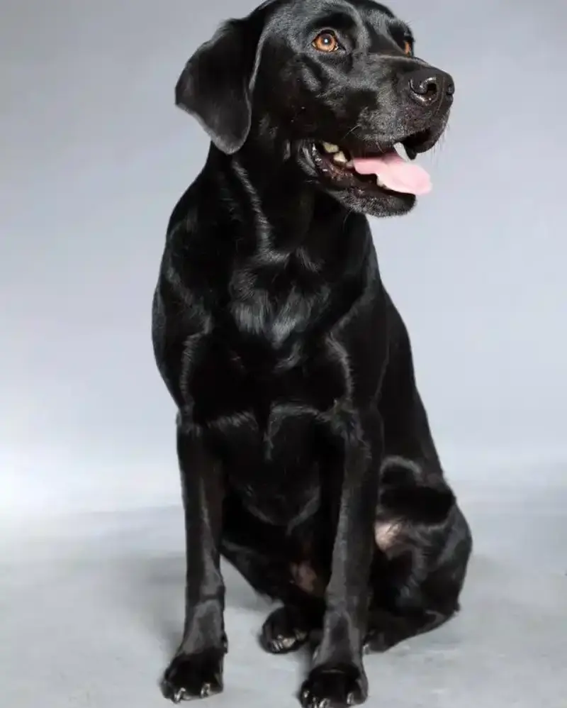 拉布拉多猎犬 拉布拉多猎犬