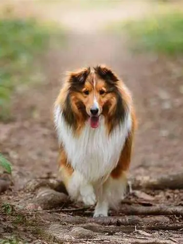 喜乐蒂牧羊犬 喜乐蒂牧羊犬