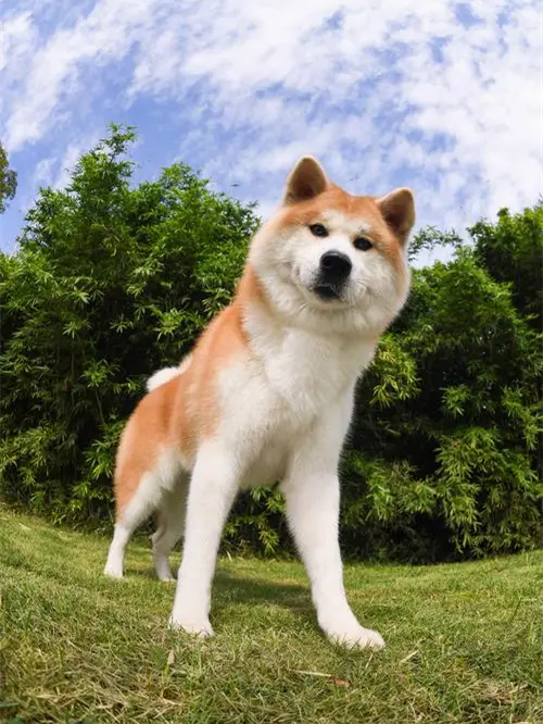 秋田犬 秋田犬