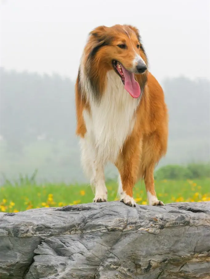 苏格兰牧羊犬 苏格兰牧羊犬
